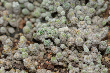 Mammillaria Gracilis cactus in Saint Gallen in Switzerland