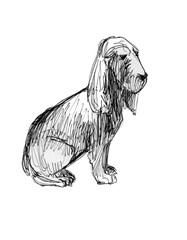 Young puppy ink drawing. Dog Cocker Spaniel.