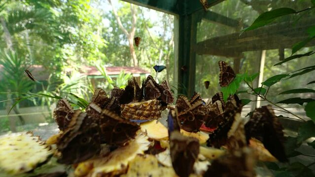 Blue Morpho Butterflies on pineapple slices