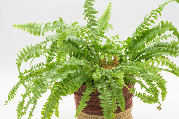 Green fern in flower pot with jute cover isolated on a white background