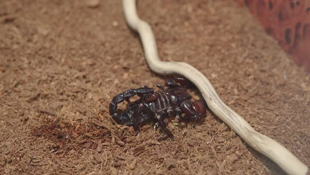 A close-up image of a scorpion amidst wood chips, with the tail and stinger prominently visible against the natural brown background.
