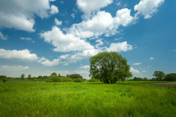 Fototapeta na wymiar A tree growing on a green meadow and white clouds on a blue sky, May day