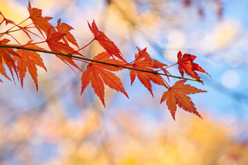 Beautiful maple leaves on the tree in autumn season.