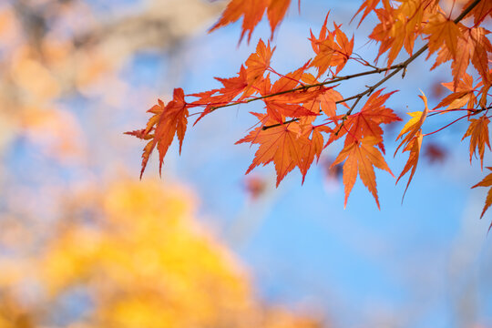Beautiful maple leaves on the tree in autumn season.