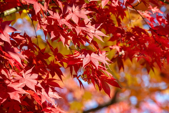 Beautiful maple leaves on the tree in autumn season.