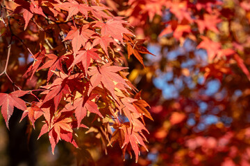 Beautiful maple leaves on the tree in autumn season.