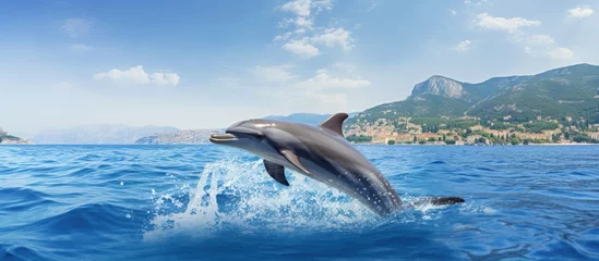 Rolgordijnen Dolphin in the Mediterranean waters near Nice France embracing natural surroundings copy space image © vxnaghiyev