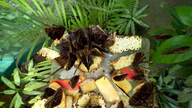 Blue Morpho Butterflies on plate of pineapple fruit in Belize