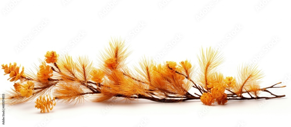 Poster dead pine branch and yellow autumn conifer needles isolated on white copy space image