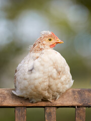 Isolated portrait of young white chick outdoor