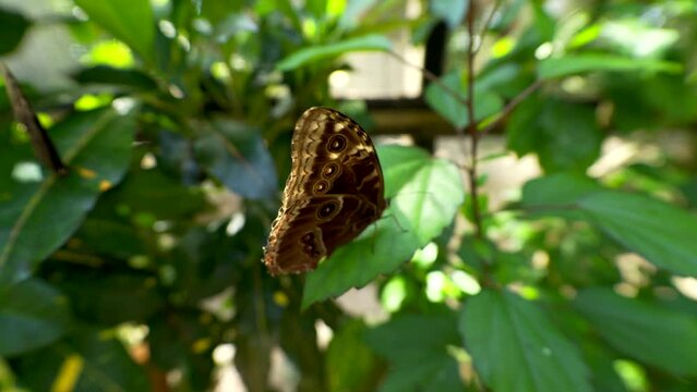Close of Butterfly Blue Morpho on jungle leaf