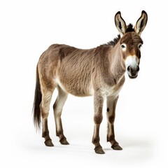 Fototapeta premium Beautiful full body view donkey on white background, isolated, professional animal photo