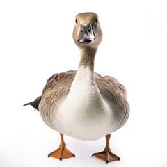 Beautiful goose on white background, isolated, professional animal photo