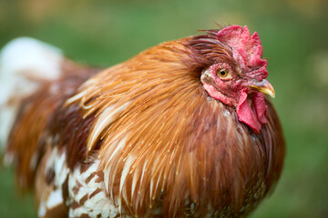 Close up head shot of brown red rooster