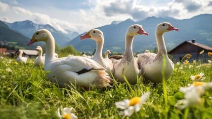 Obraz premium Domestic geese grazing with breathtaking landscape in background