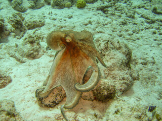 Oktopus an einem Riff vor Bonaire