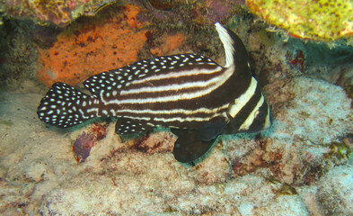 Tüpfel-Ritterfisch an einem Riff vor Bonaire