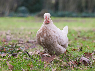 Young white chick free in garden