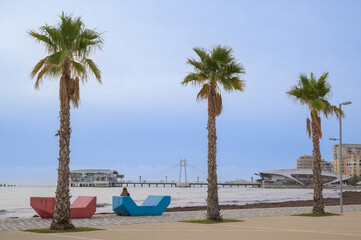 Three Palm Trees at the Promenade of Durres, Albania