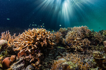 Underwater scene of sunlit coral reef - obrazy, fototapety, plakaty
