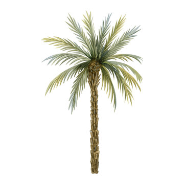Palm tree realistic watercolor illustration isolated on white background for warm southern countries, tropical and exotic designs