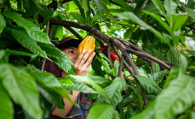 Cocoa farmer use pruning shears to cut the cocoa pods or fruit ripe yellow cacao from the cacao...