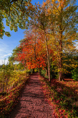 Fototapeta na wymiar Footpath foresst autumn fall warwickshire england UK