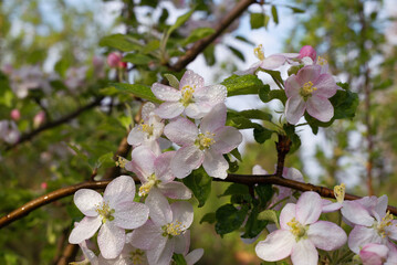 The beginning of spring flowering in the apple orchard