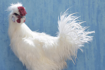 The dashing and dignified appearance of a male silkie bantam chicken. This bird has the scientific...
