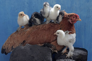 An adult female Brahma chicken was resting on a rock while looking after her ten-day-old chicks....