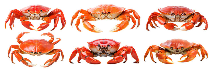 Set of magnificent crabs, cut out - obrazy, fototapety, plakaty