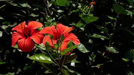 red hibiscus flower