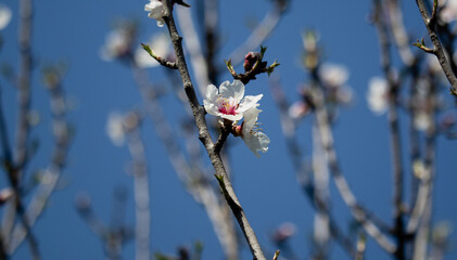 Almonds flower