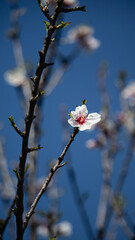 Almonds flower