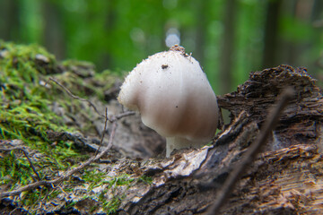 Coprinopsis atramentaria, commonly known as the common ink cap, tippler's bane, or inky cap