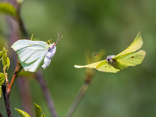 Male Brimstone Flying Around a Female Trying to Mate