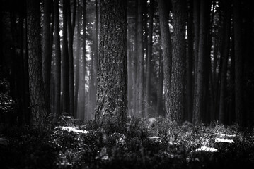 PINE FOREST - Conifers and forest floor in sunlight and morning mist