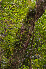 Fototapeta premium Forest scene 14121