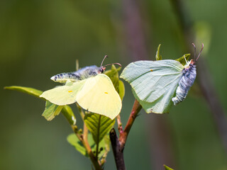 Male Brimstone Flying Around a Female Trying to Mate