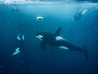 Hunting orcas - obrazy, fototapety, plakaty