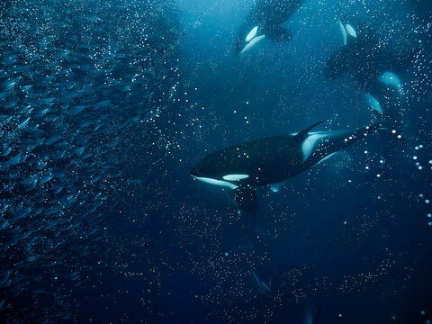 Baitball with orcas