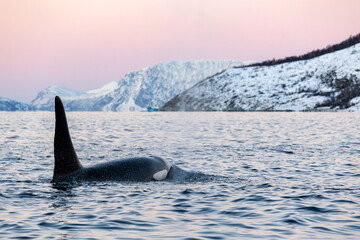 Orca in norwegian fjords