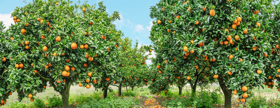 Orange trees or citrus sinensis almost covered with oranges. Great harvest in the orchard.