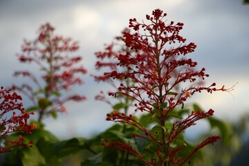 Clerodendrum paniculatum (Also called Bai Jek Hong, He Bao Hua, Pagoda Flowers) flower. Several scientific studies state that the leaves, flowers, and stems contain saponins and polyphenols