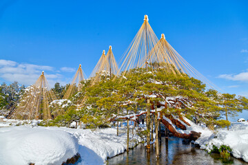北陸地方独特の水分の多い重たい雪で枝が折れるのを防ぐ「雪吊り」。兼六園の冬の風物詩となっている。