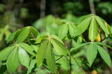 Cassava tree. The leaves can be used as a vegetable.