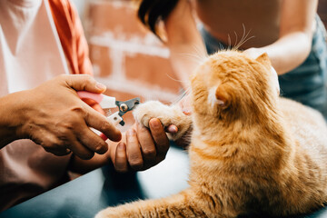 Close-up of cat nail trimming as veterinarian tends to Scottish Fold cat claws, meticulous pet...