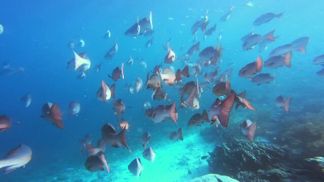 School of fish, ocean and swimming in coral reef in Raja Ampat with biodiversity, ecology and tropical environment. Calm blue sea, underwater nature and animals in seaweed on adventure in Indonesia.