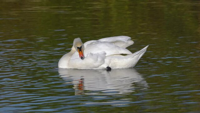 Mute Swan in natural ambient (Cygnus olor) - (4K)