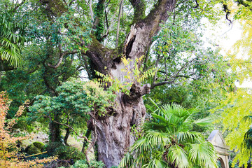 長崎の表皮がはげた古い木